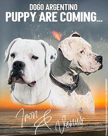 Dogo argentino