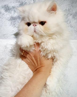gatto persiano ipertipico maschio
