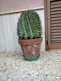 Ferocactus 