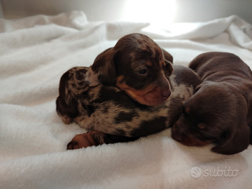 Cuccioli di bassotto con pedigree ENCI