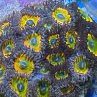 Coralli molli acquario marino