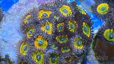 Coralli molli acquario marino