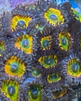Coralli molli acquario marino