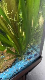 Piante acquario