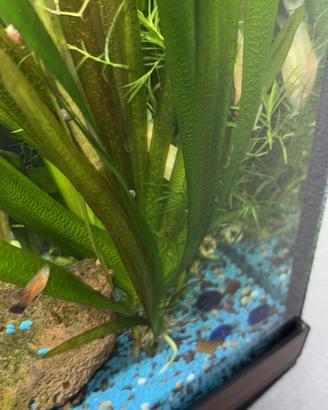 Piante acquario