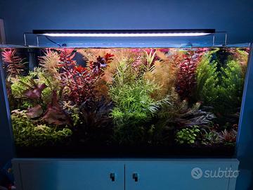 piante acquario