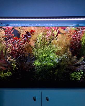 piante acquario