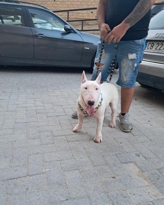 Bull terrier