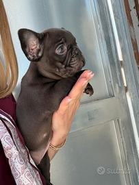 Bulldog Francese Cioccolato occhi verdi