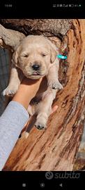 Stupendi Cuccioli Golden Retriever