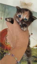 Cuccioli di gatto