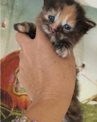 Cuccioli di gatto