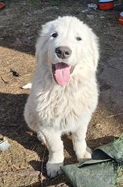 Cani da pastore abruzzese