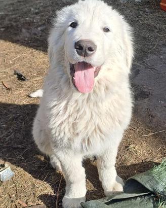 Cani da pastore abruzzese