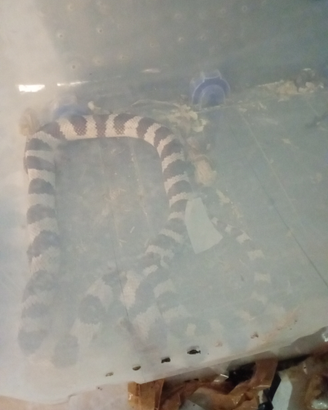 Serpente