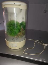 aquario per pesci 
