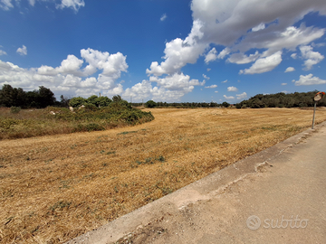 Terreno agricolo + uliveto