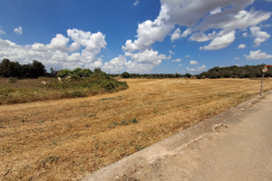 Terreno agricolo + uliveto