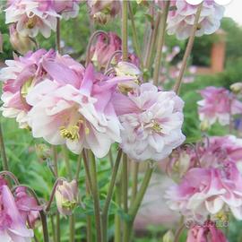 150 semi di Aquilegia Pink Petticoat