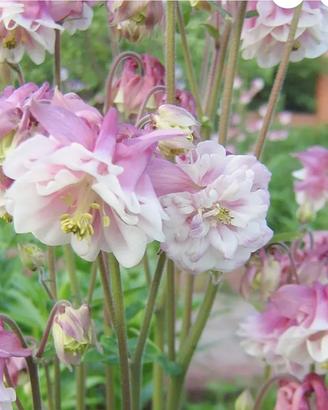 150 semi di Aquilegia Pink Petticoat