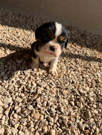 Cavalier King