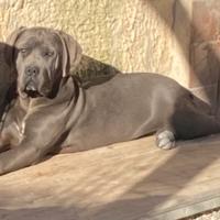 Cane corso