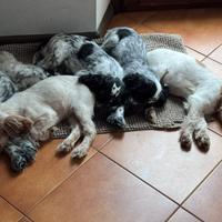 Cuccioli cocker spaniel