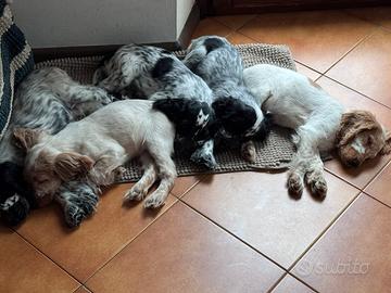 Cuccioli cocker spaniel