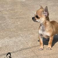 Cucciolo di chihuahua con pedigree