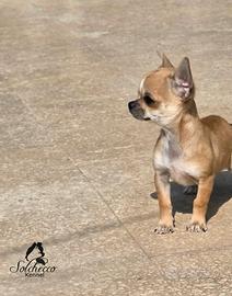 Cucciolo di chihuahua con pedigree