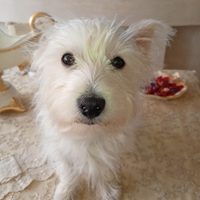 Maltese