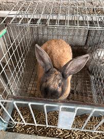 Coniglio Maschio da riproduzione