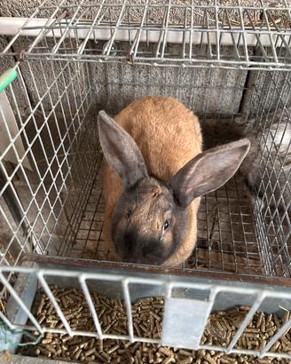 Coniglio Maschio da riproduzione