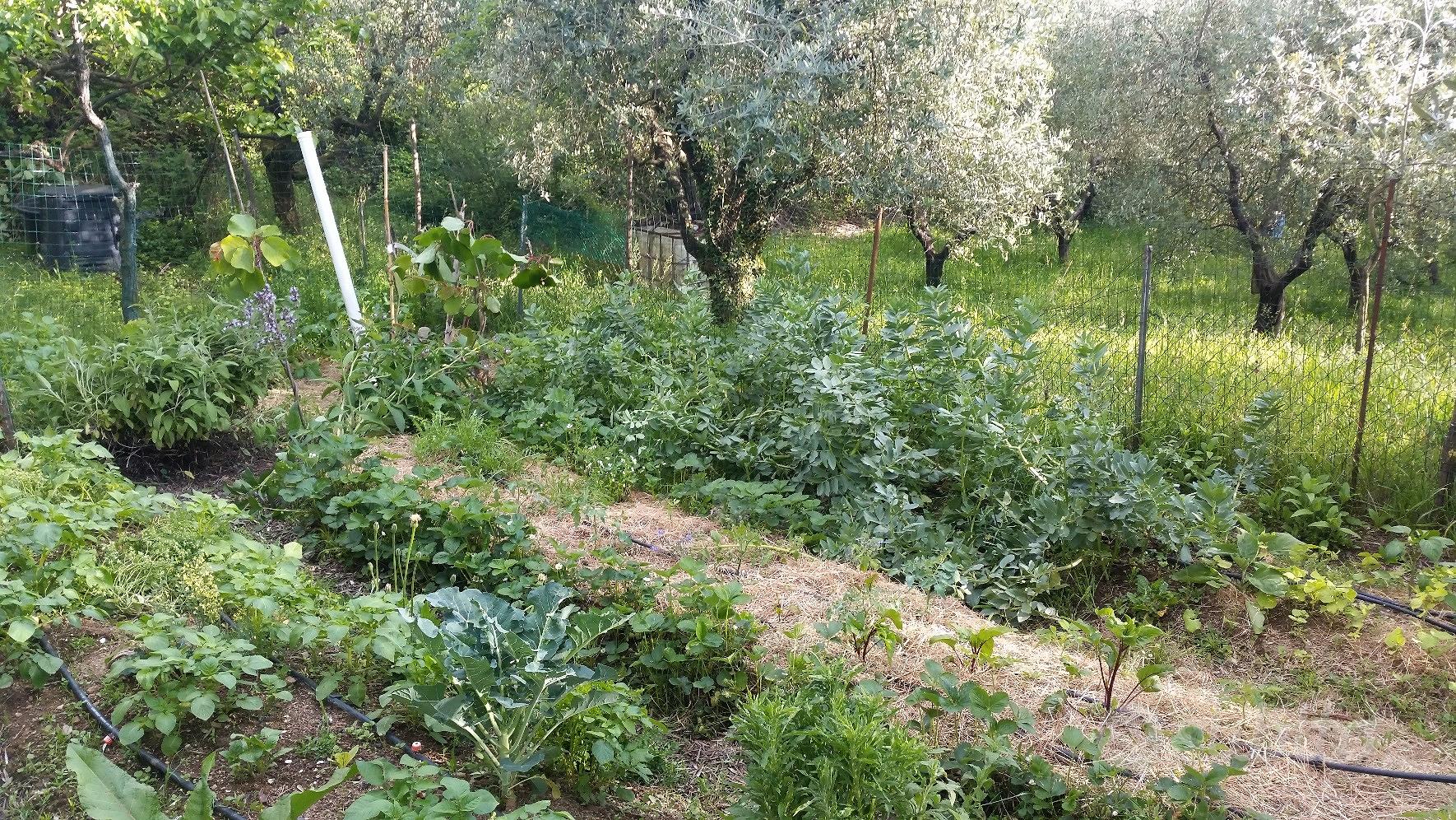 Terreno agricolo attrezzato - Vista 5