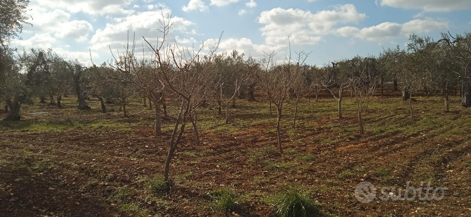 Terreno agricolo con impianto idrico - Vista 4