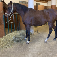 Castrone 12 anni tel 3388995775