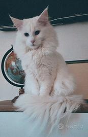 Splendida gatta bianca Maine Coon - 1 anno