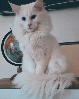 Splendida gatta bianca Maine Coon - 1 anno