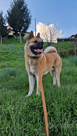 Akita Americano