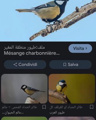 uccelli 
