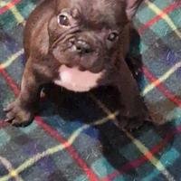 Bulldog francese . Vaccinati e sverminati