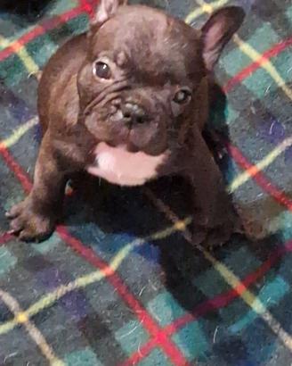 Bulldog francese . Vaccinati e sverminati