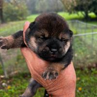 Cucciolo maschio shiba sesamo nero