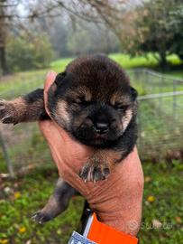 Cucciolo maschio shiba sesamo nero