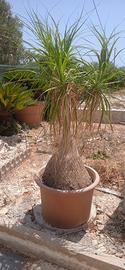 Pianta da giardino 