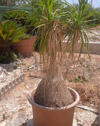Pianta da giardino 