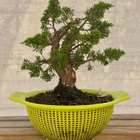 Bonsai di Ginepro Itoigawa