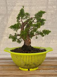 Bonsai di Ginepro Itoigawa