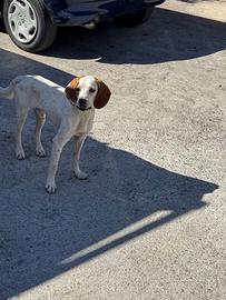 Cane tesser inglese, un anno e mezzo