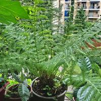 Pianta grande felce, Athyrium filix, vaso rotondo